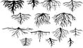 Set of black silhouettes of different types of root systems